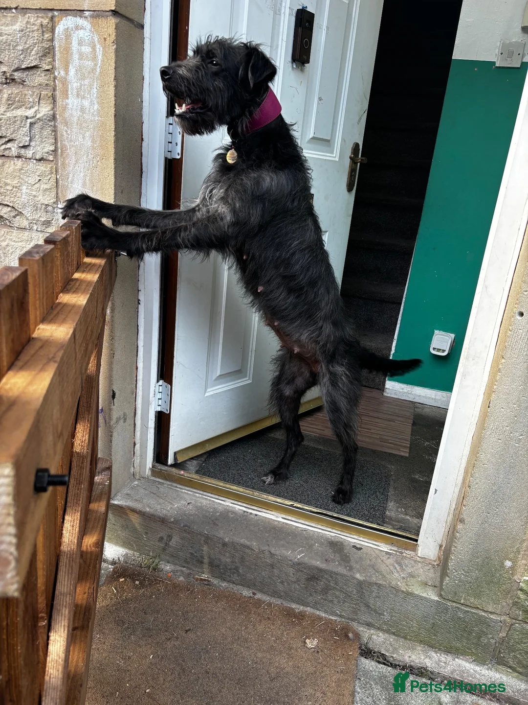 Mixed Breed dogs for sale: Lurcher pups  - Advert 1