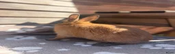 Netherland Dwarf rabbits for sale: Netherland dwarf babies - Advert 13