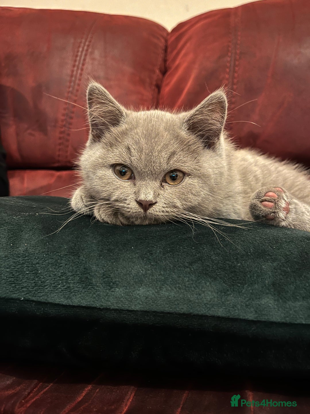 British Shorthair cats for sale: British short hair - lilac - 12 weeks old  - Image 1