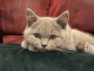 British Shorthair cats - Advert 1