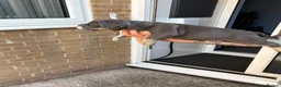 American Bully dogs for sale: Blue tri female pocket bully - Advert 3