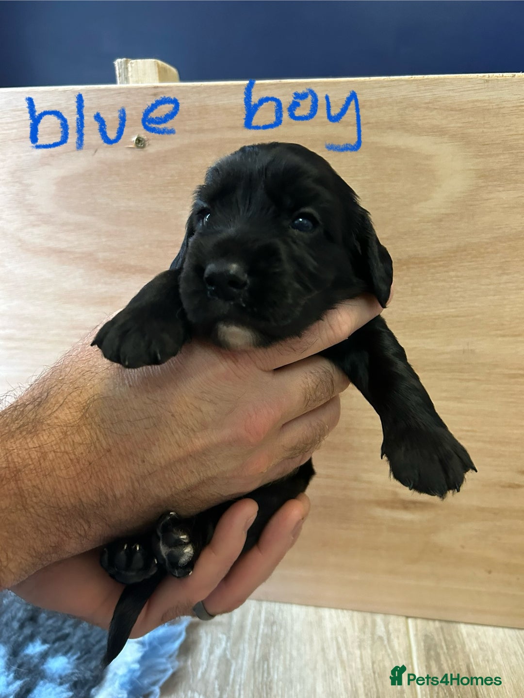 Cocker Spaniel dogs for sale: working cocker spaniel puppies - Image 6