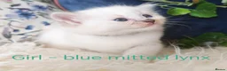 Ragdoll cats for sale: GCCF REGISTERED BEAUTIFUL RAGDOLLS KITTENS  - Advert 29