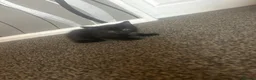 Mixed Breed cats for sale: 3 black kittens left - Advert 3