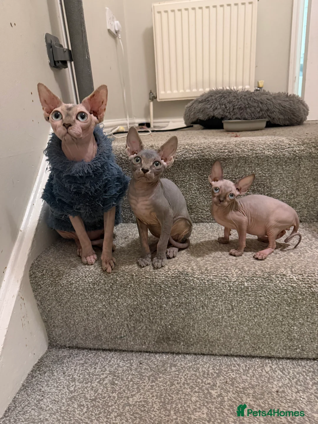 Sphynx cats for sale: Adorable Blue Sphynx - Boy Available NOW *TICA REG - Advert 7