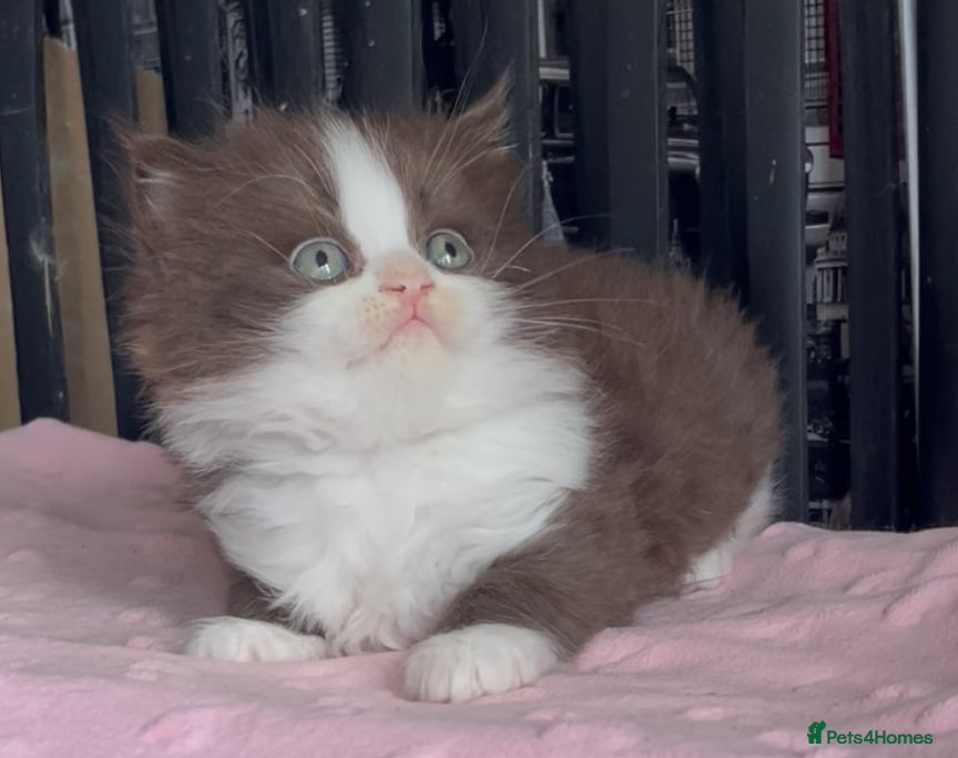 British Shorthair cats for sale: Beautiful BSH Champion line Kittens  - Advert 17