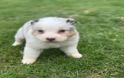 Australian Shepherd dogs for sale: 5 KC registered Australian Shepard puppies - Image 5
