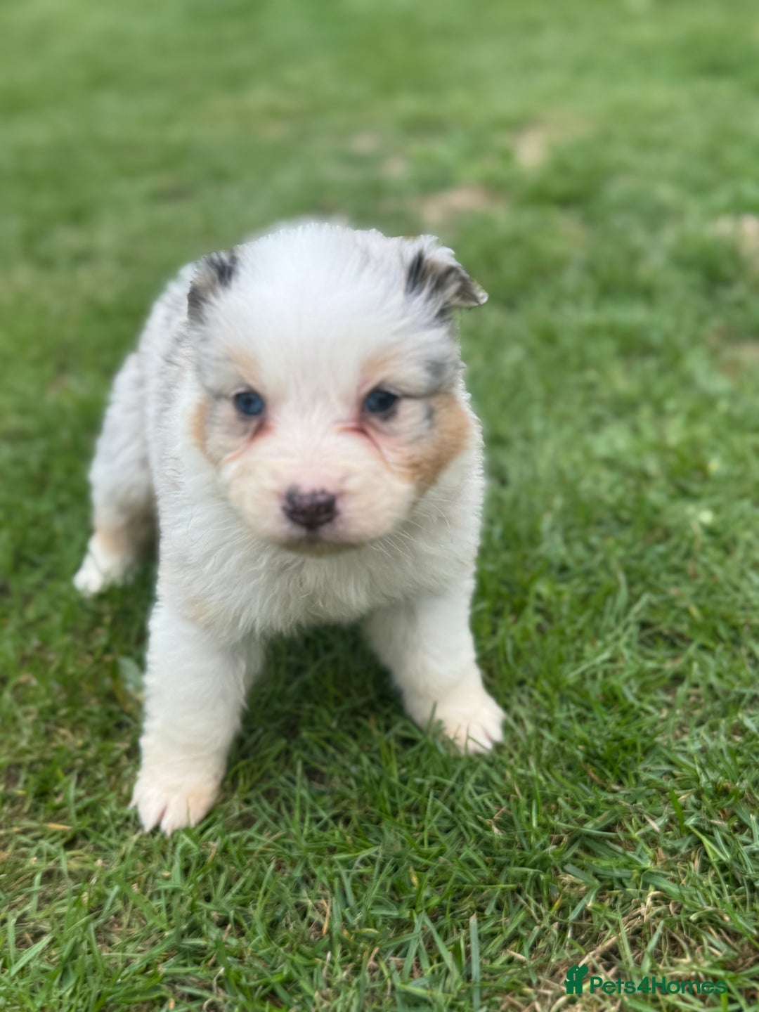 Australian Shepherd dogs for sale: 5 KC registered Australian Shepard puppies - Image 5
