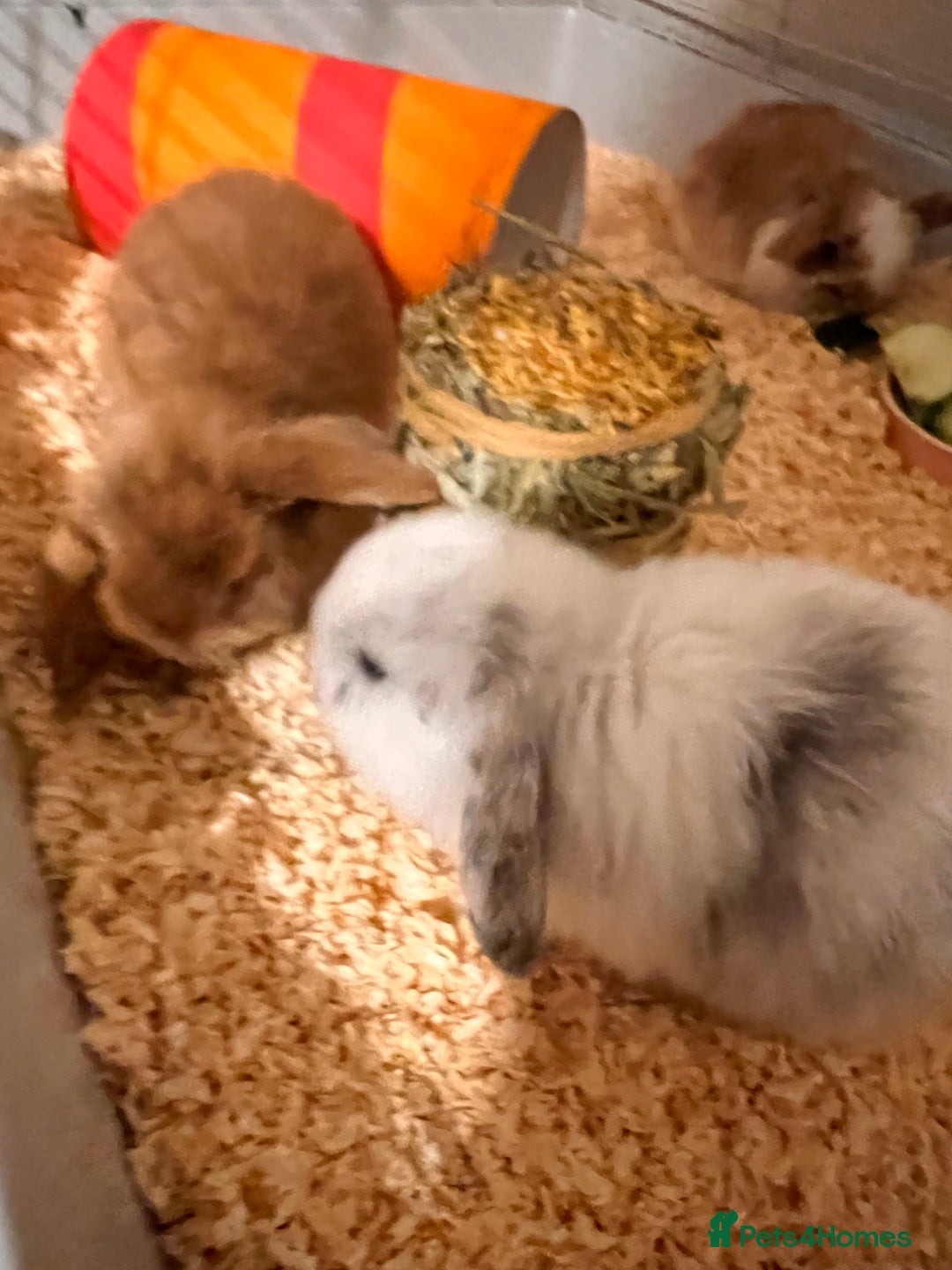 Mini Lop rabbits for sale: Mini lops for sale! Ready 5th January  - Advert 4