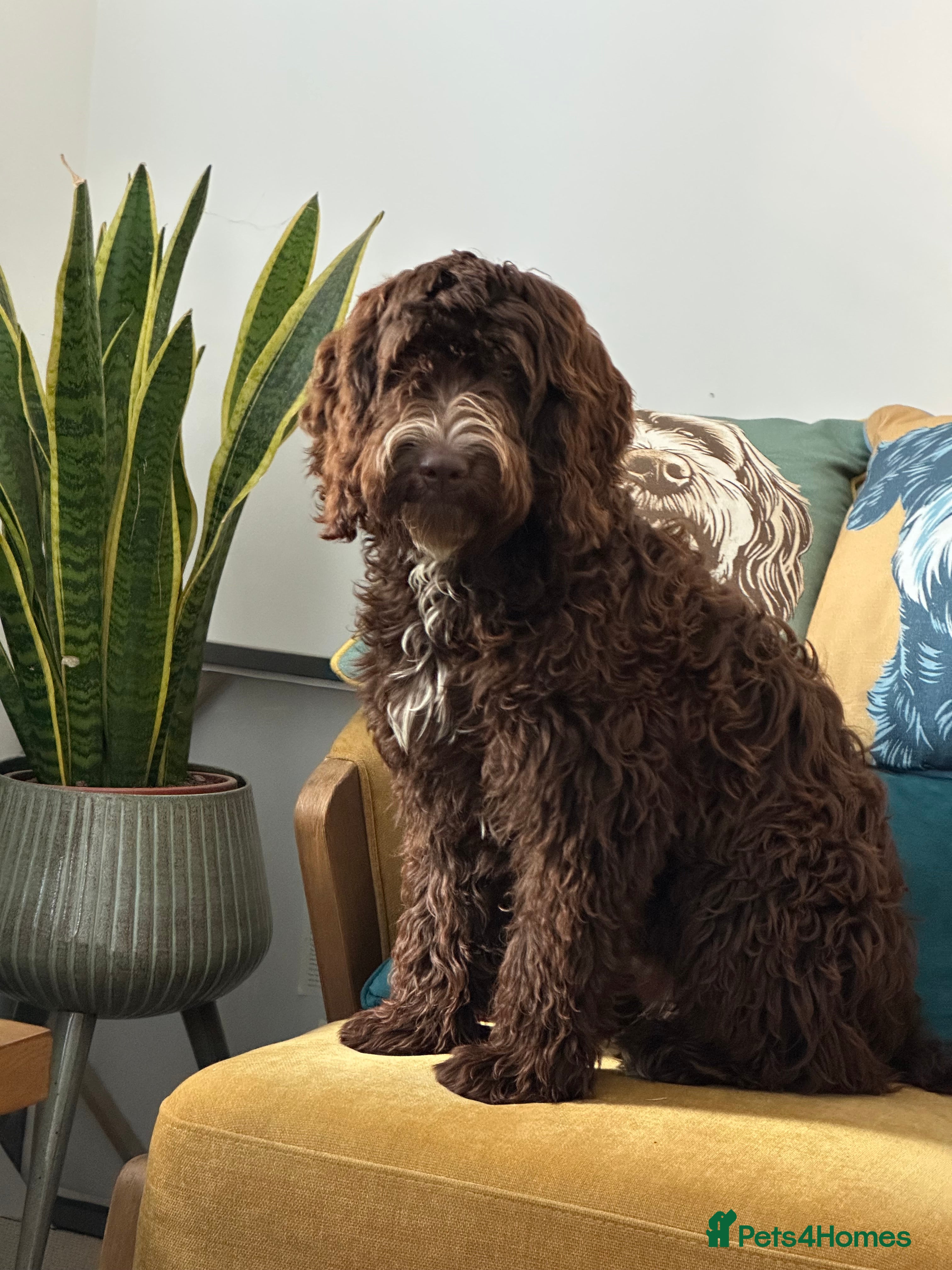 Cockapoo dogs Duke 10 month old cockerpoo - Advert 1