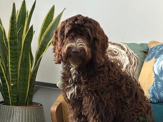 Cockapoo dogs Duke 10 month old cockerpoo - Advert 1