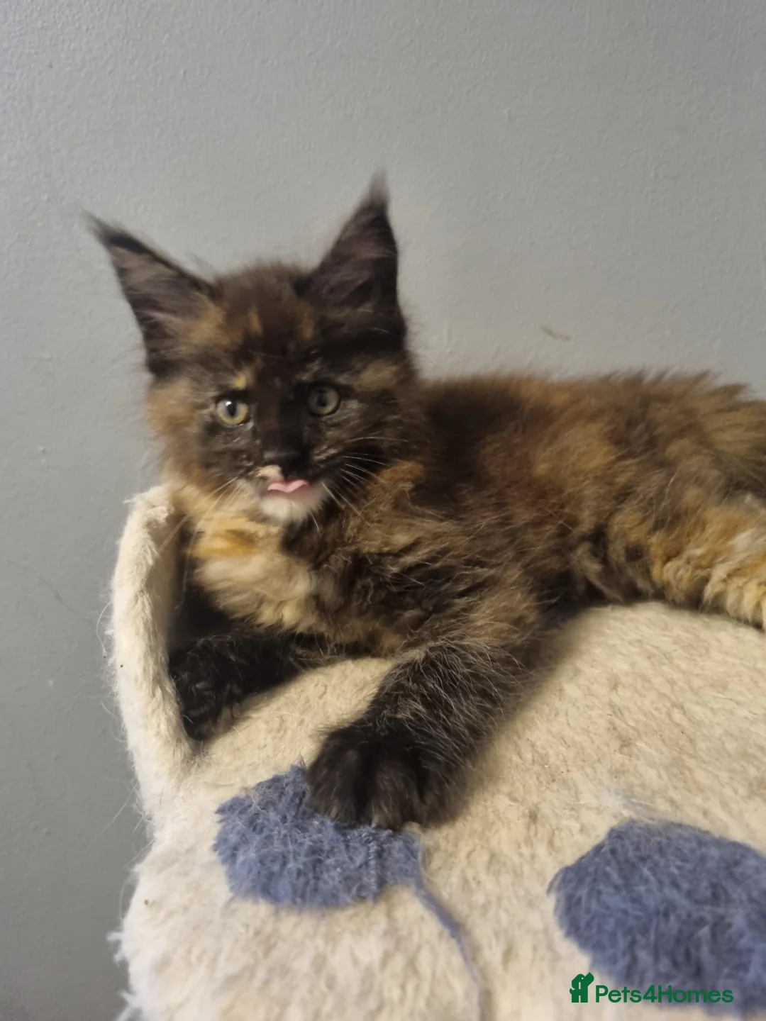 Maine Coon cats for sale: GCCF Regestered Maine Coon Kittens - Advert 12