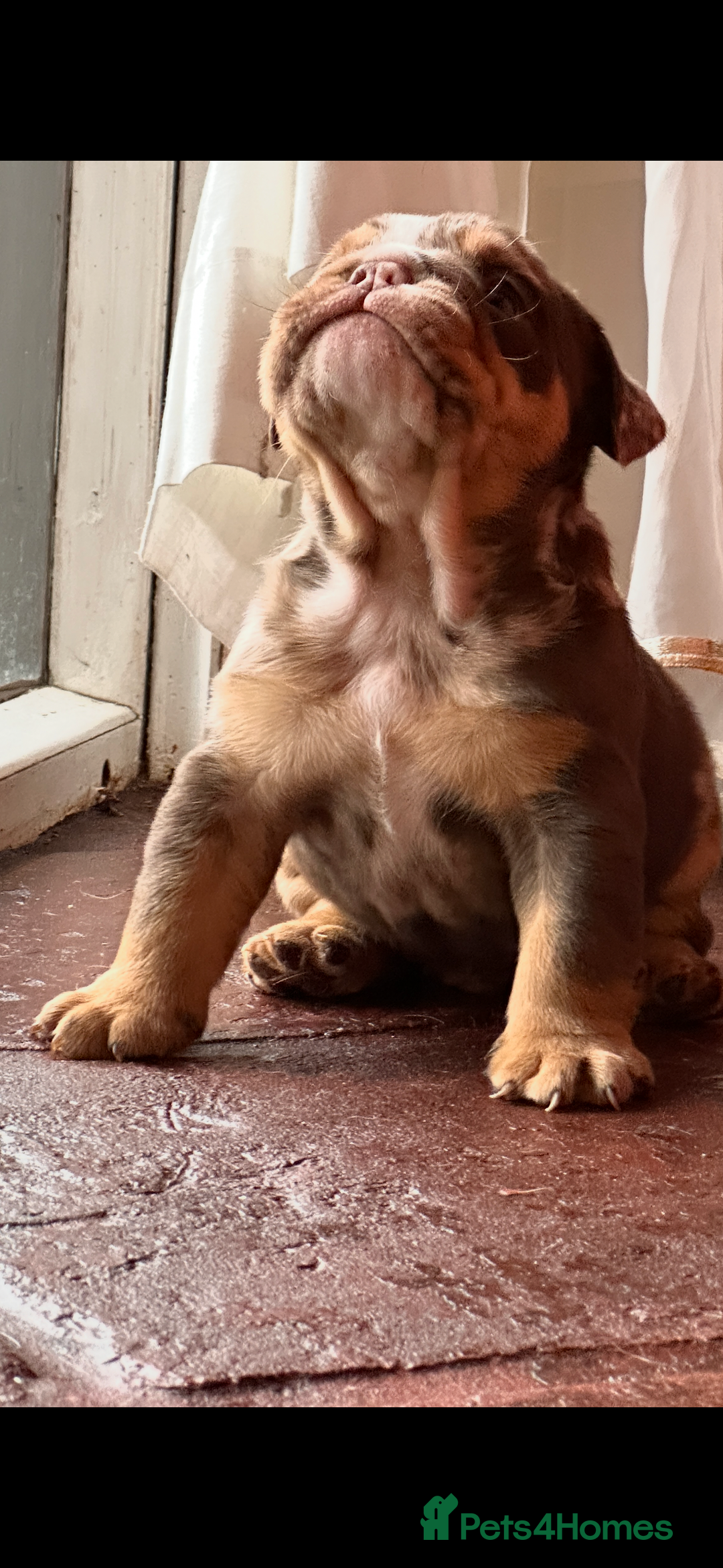 English Bulldog dogs for sale: English bulldogs  - Advert 14