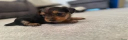 Yorkshire Terrier dogs for sale: Yorkshire Terrier  in Colchester - Advert 2