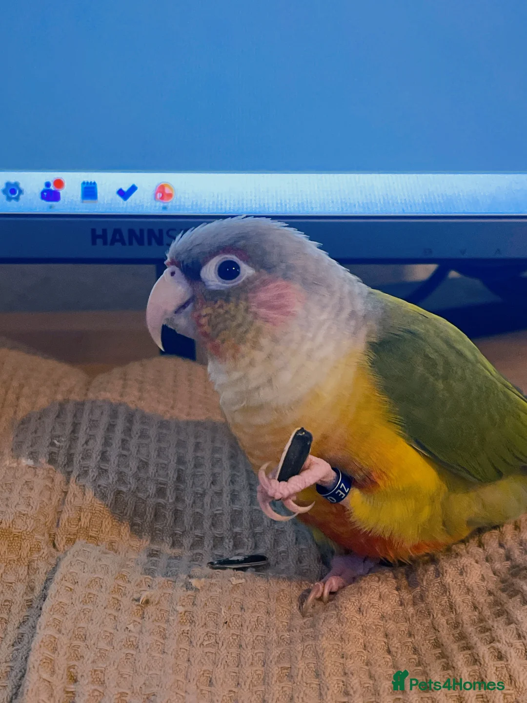 Conures birds for sale: Tamed Conure looking for a new home in London - Advert 2