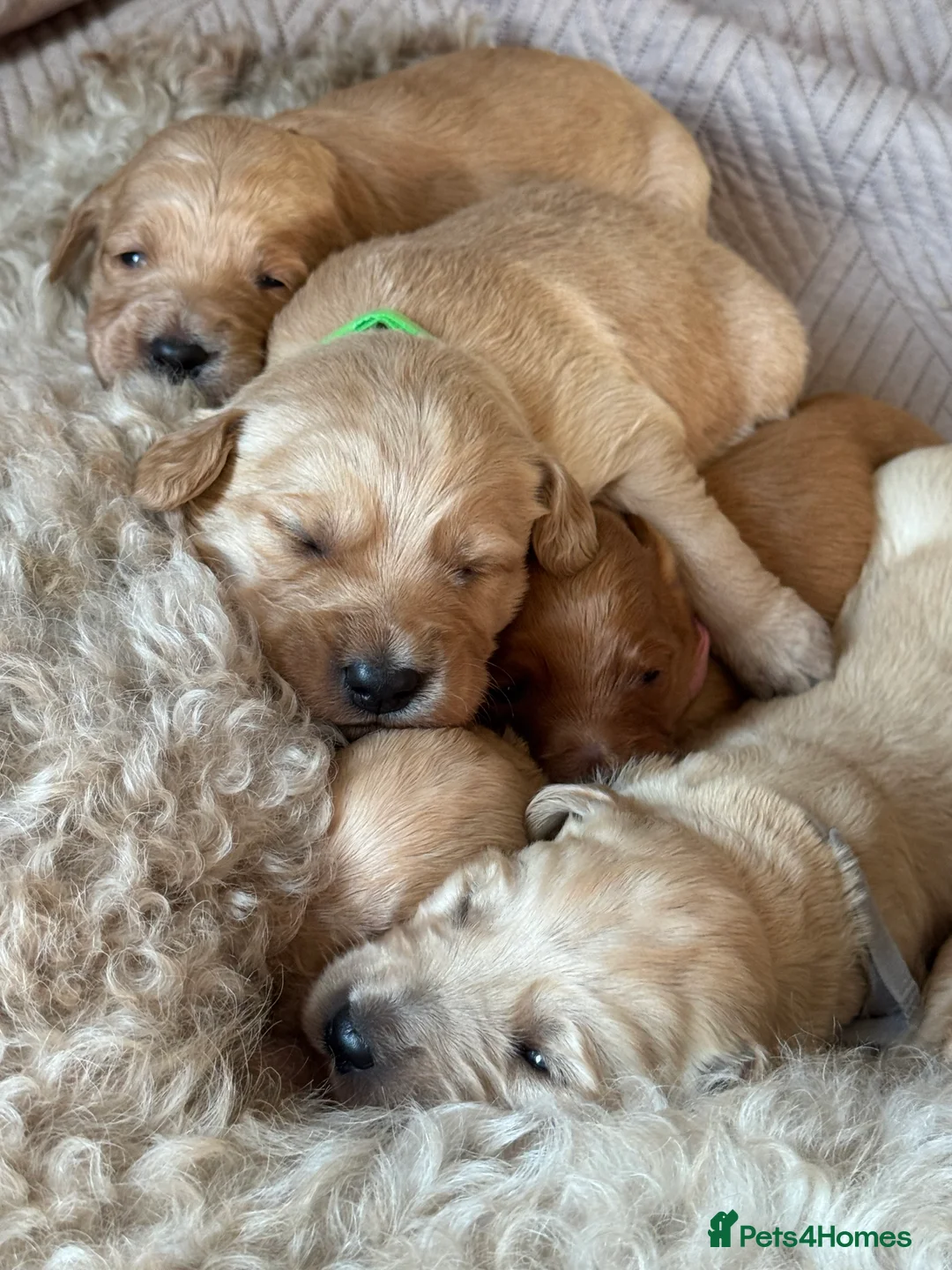 Goldendoodle dogs for sale: Expecptional goldendoodles - Advert 14