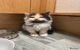 British Longhair cats for sale: 8 weeks old gorgeous kittens for sale - Image 9