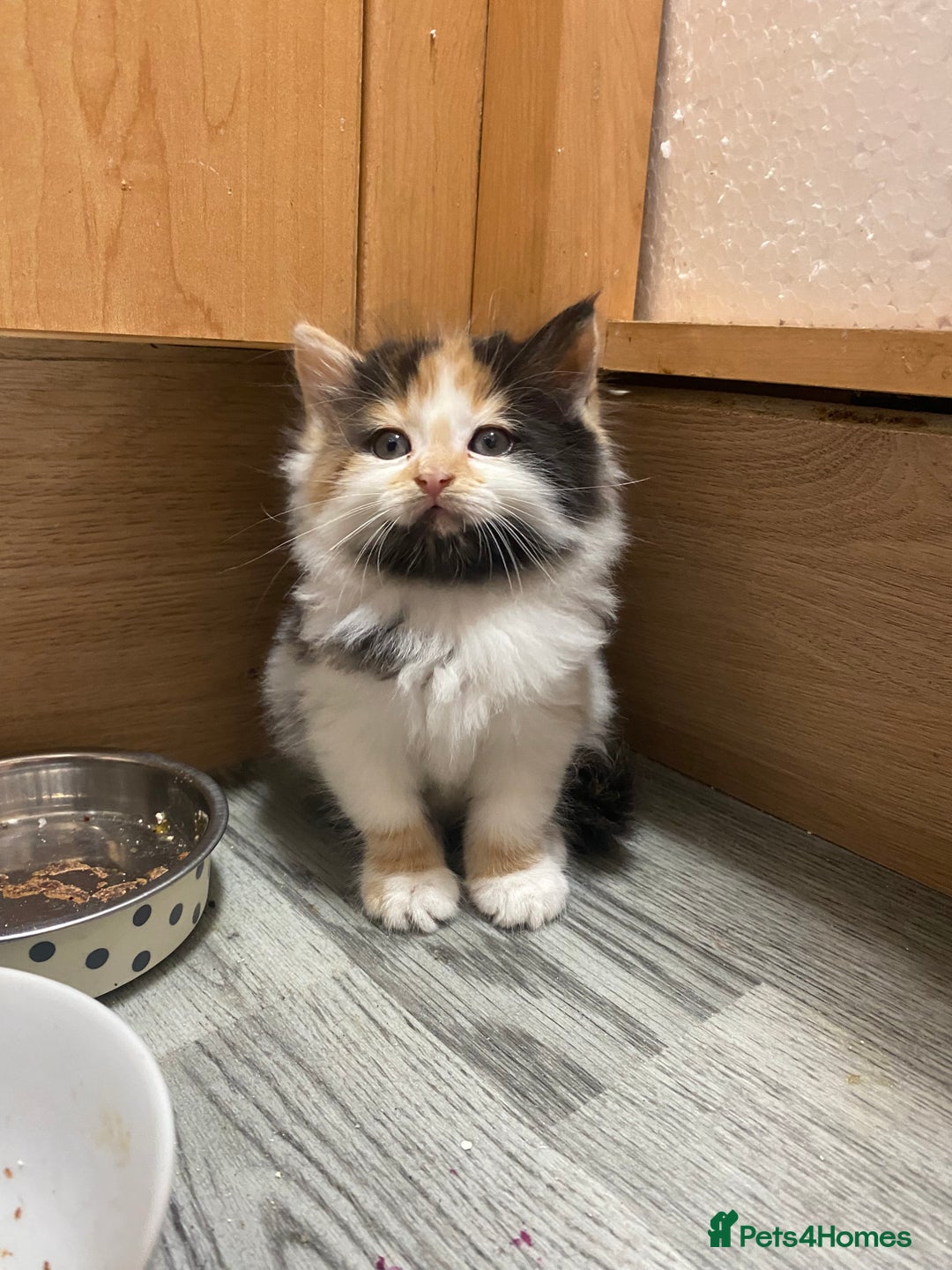British Longhair cats for sale: 8 weeks old gorgeous kittens for sale - Image 9