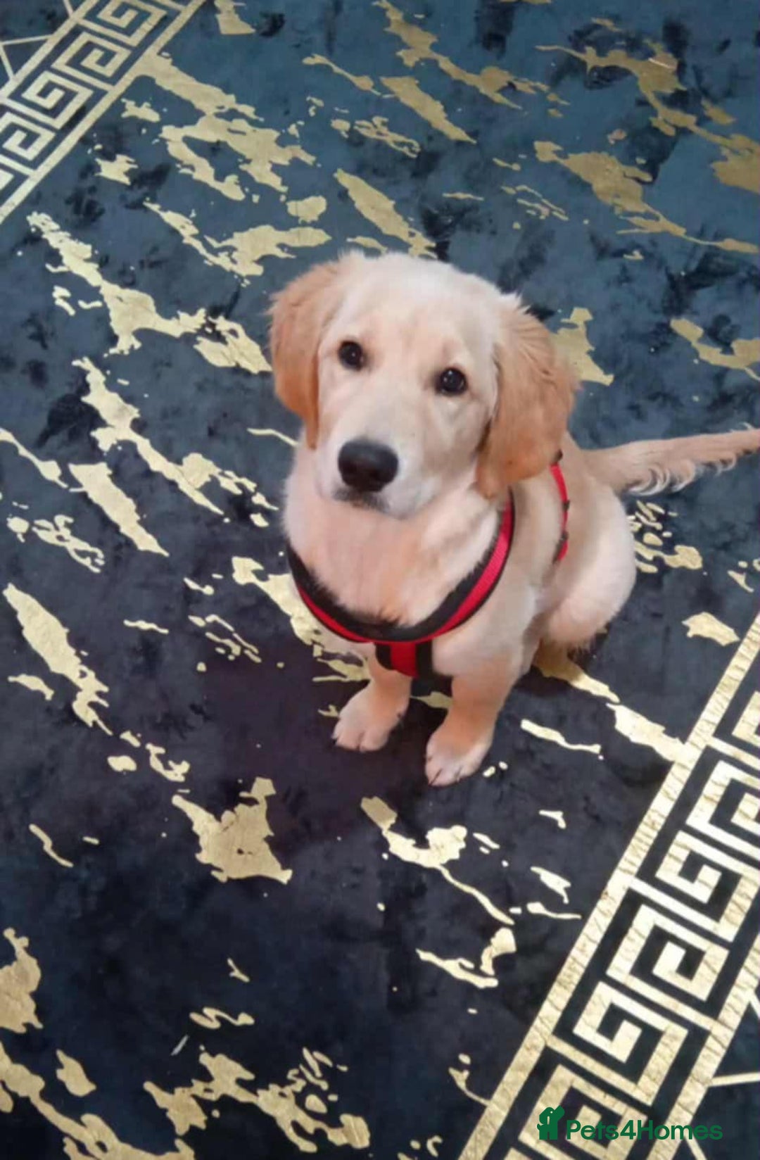 Golden Retriever dogs for sale: For sale Golden retriever  - Image 4