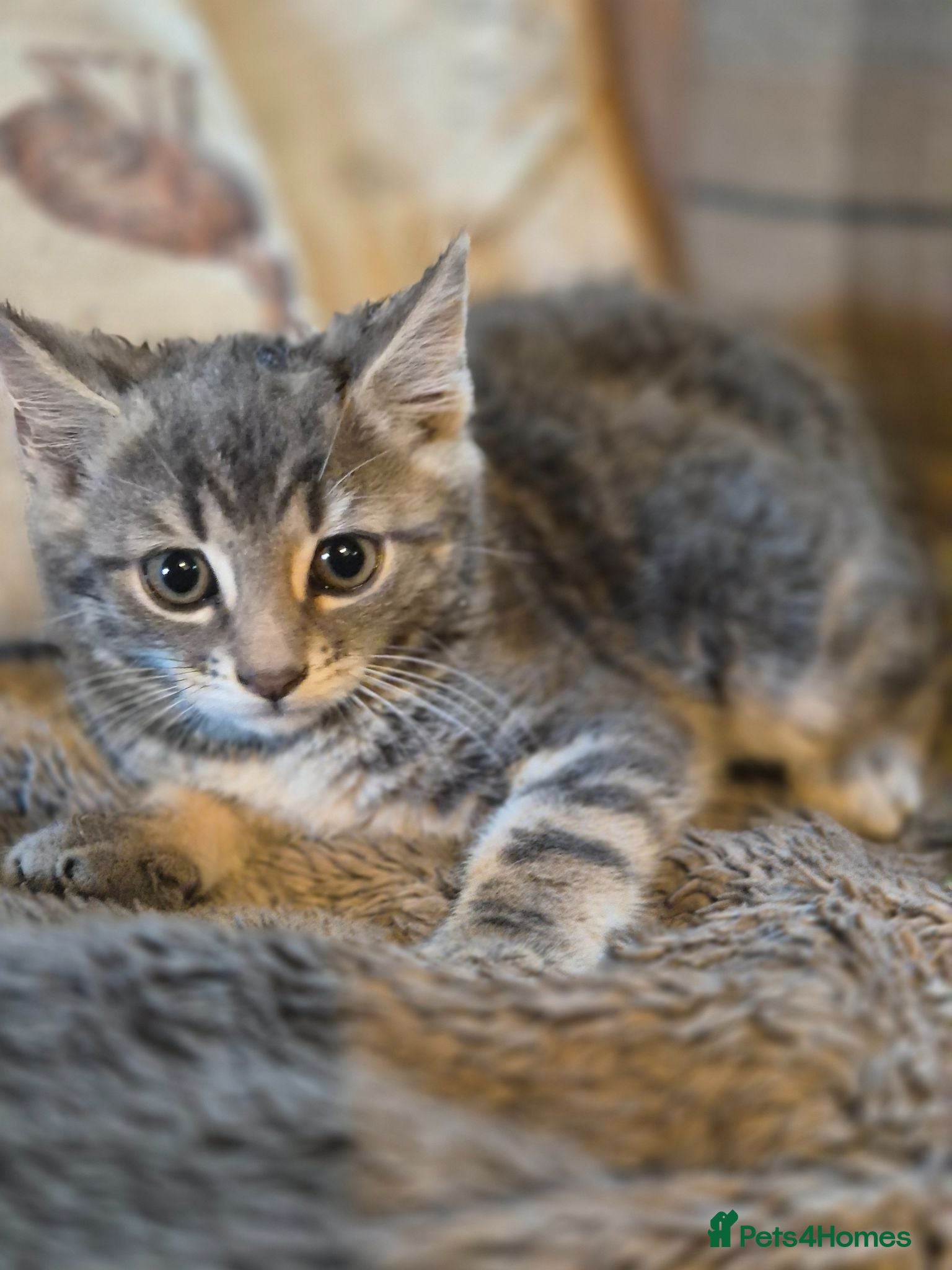 Mixed Breed cats Stunning kittens for sale  - Advert 2
