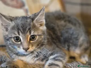 Mixed Breed cats Stunning kittens for sale - Advert 2