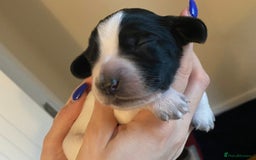 Sprocker dogs for sale: Norwich  - Image 8