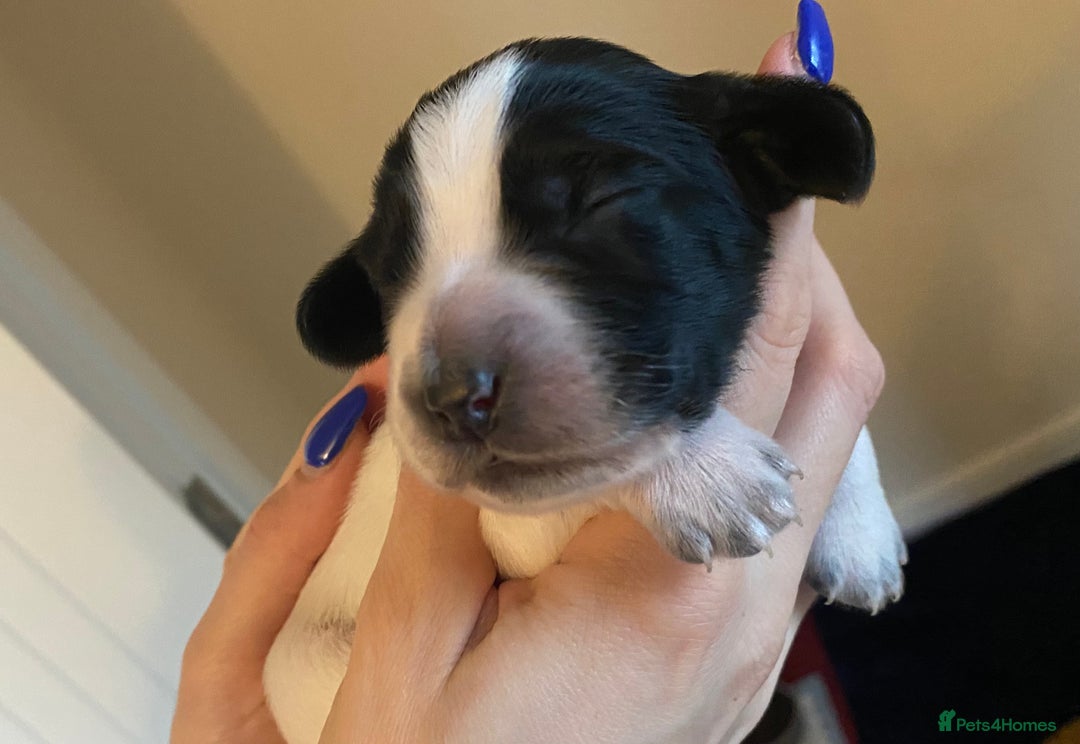 Sprocker dogs for sale: Norwich  - Image 8