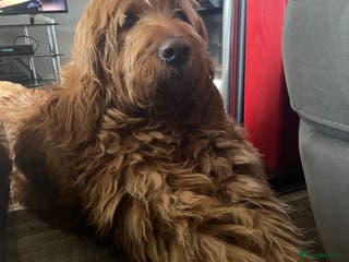 Goldendoodle dogs Gorgeous F1 Goldendoodle for Stud in Derby - Advert 1