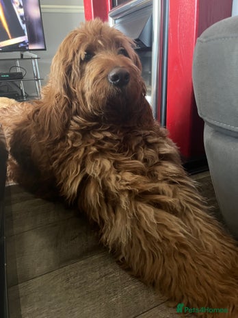 Goldendoodle dogs in Derby - Advert 1