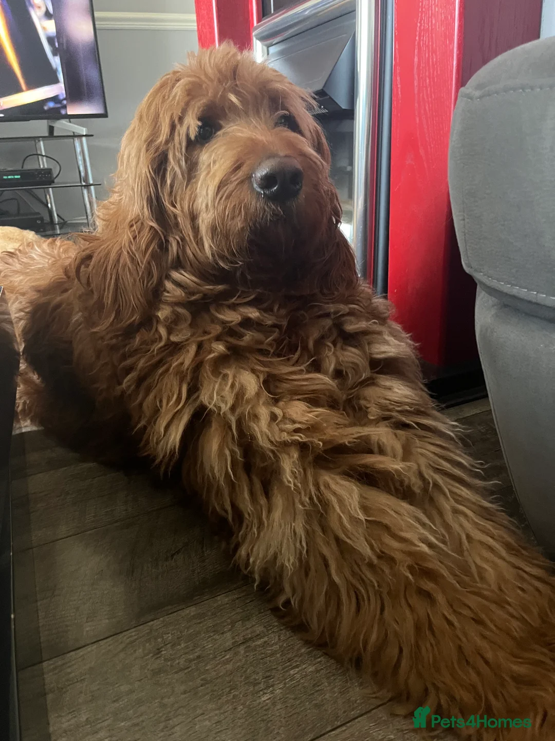 Goldendoodle dogs for stud: Gorgeous F1 Goldendoodle for Stud in Derby - Advert 1