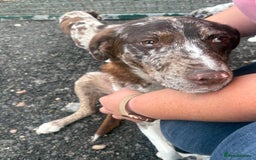 Mixed Breed dogs for sale: 3 quarter collie pups  - Image 1