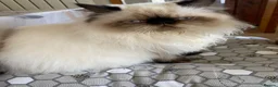 Persian cats for sale: Beautiful Himalayan Persian male for sale - Advert 5