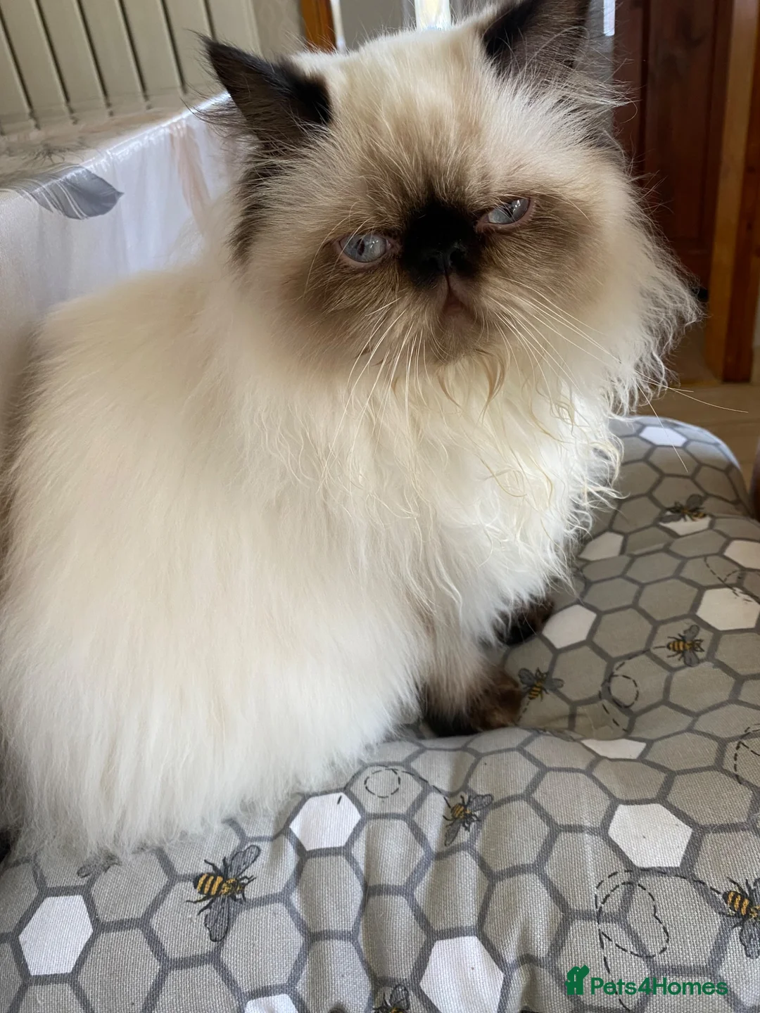 Persian cats for sale: Beautiful Himalayan Persian male for sale - Advert 5