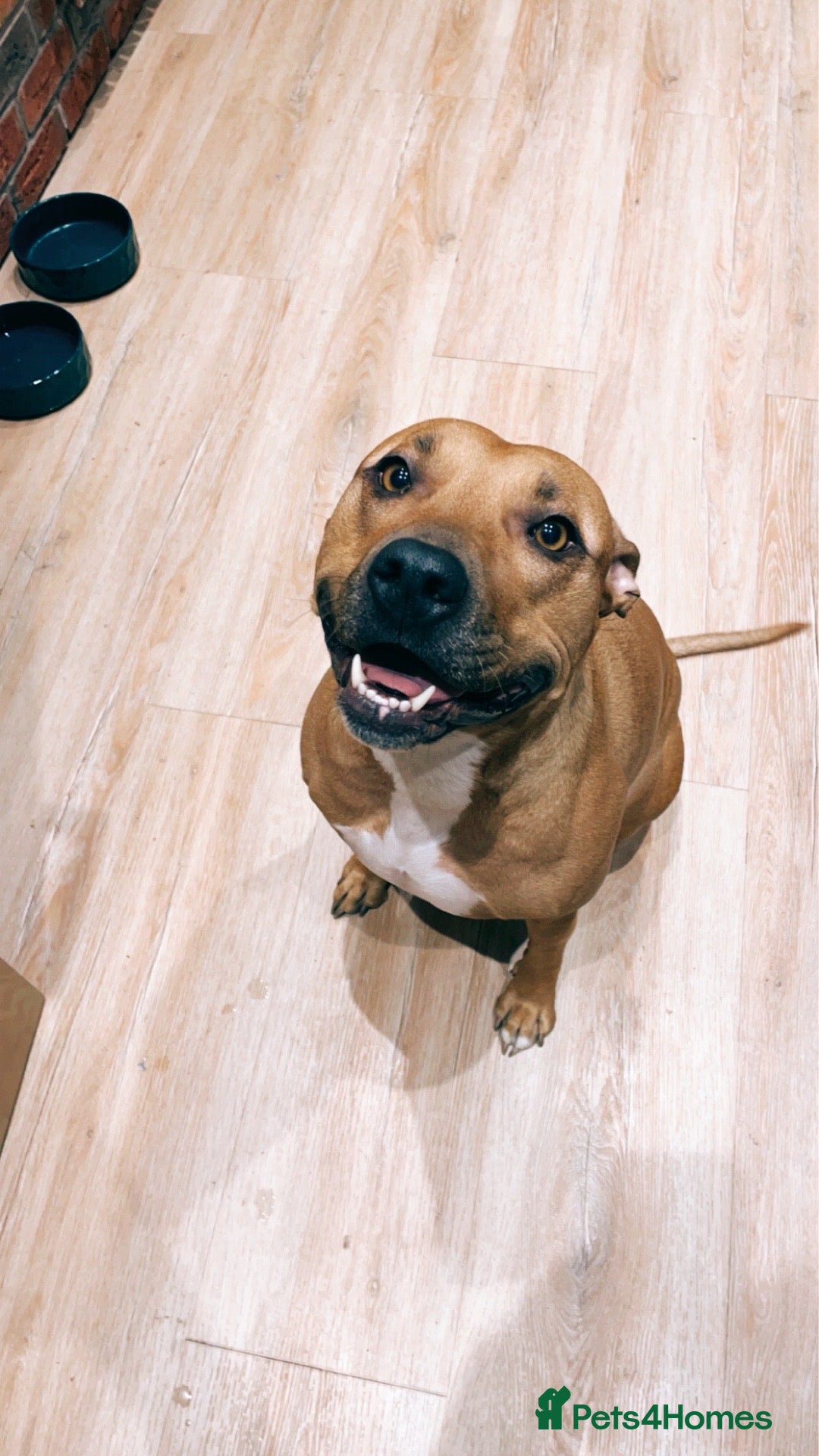 Mixed Breed dogs for sale: Rehome Bonnie  - Advert 12