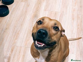 Mixed Breed dogs Rehome Bonnie - Advert 3