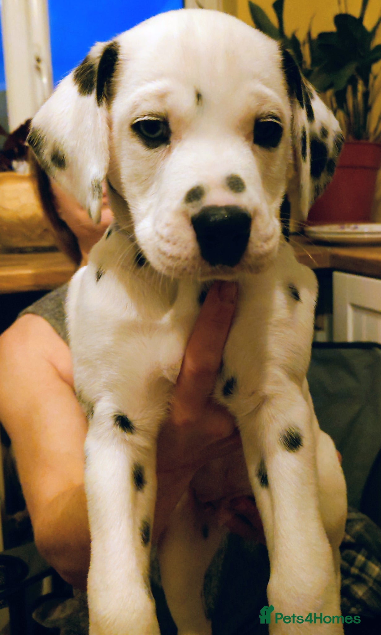 Mixed Breed dogs 9 Beautiful Dalmador Puppies! - Advert 2