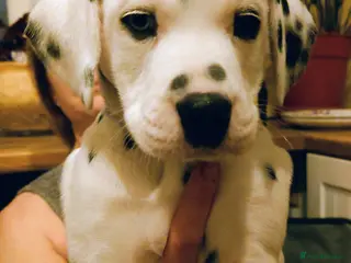 Mixed Breed dogs 9 Beautiful Dalmador Puppies! - Advert 1