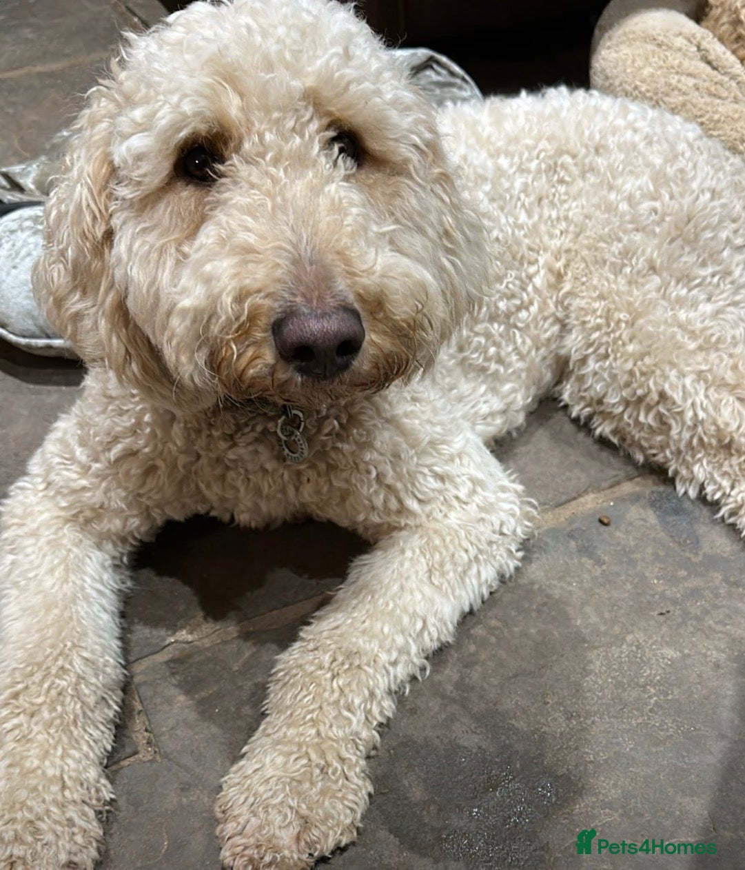 Mini Goldendoodle dogs Mini Goldendoodles - Advert 3