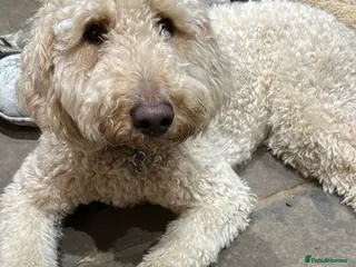 Mini Goldendoodle dogs Mini Goldendoodles - Advert 1