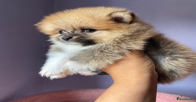 Pomeranian dogs - Advert 7