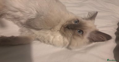 Ragdoll cats in Melksham - Advert 4