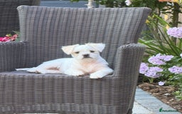 Mixed Breed dogs for sale: Little Diva!  - Image 8