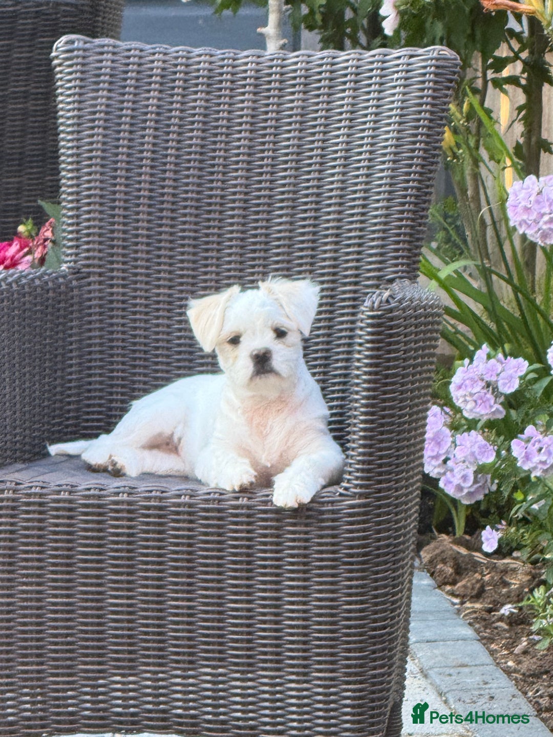 Mixed Breed dogs for sale: Little Diva!  - Image 8