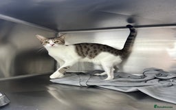 Arabian Mau cats for adoption: Female Rescue Cat for Adoption - Image 3