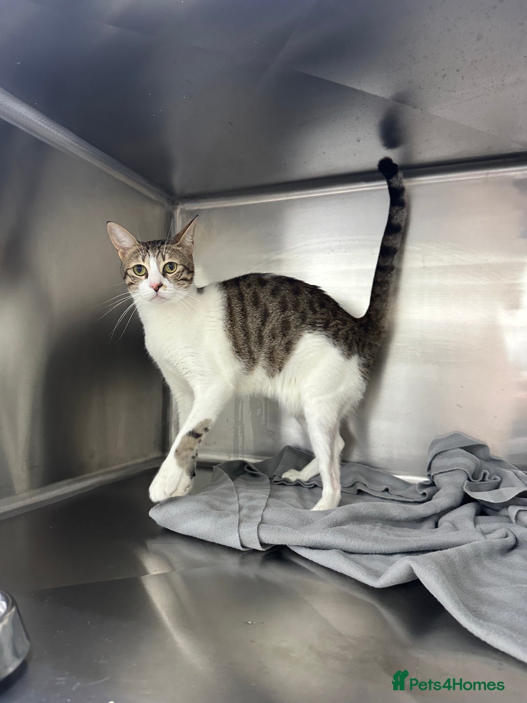 Arabian Mau cats for adoption: Female Rescue Cat for Adoption - Image 3