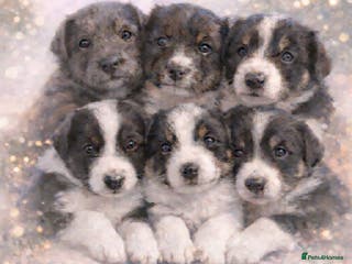 Border Collie dogs 6 gorgeous high quality Border Collie Puppies - Advert 6