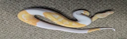 Python Snake reptiles for sale: 2026 Royal Python Hatchlings - Advert 11