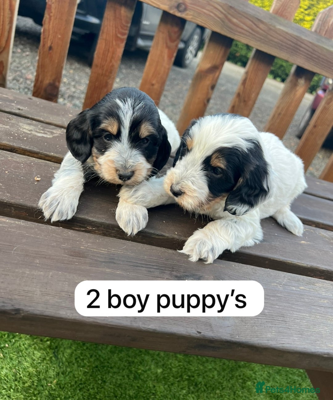 Cockapoo dogs for sale: Cockapoo puppy’s  - Advert 6