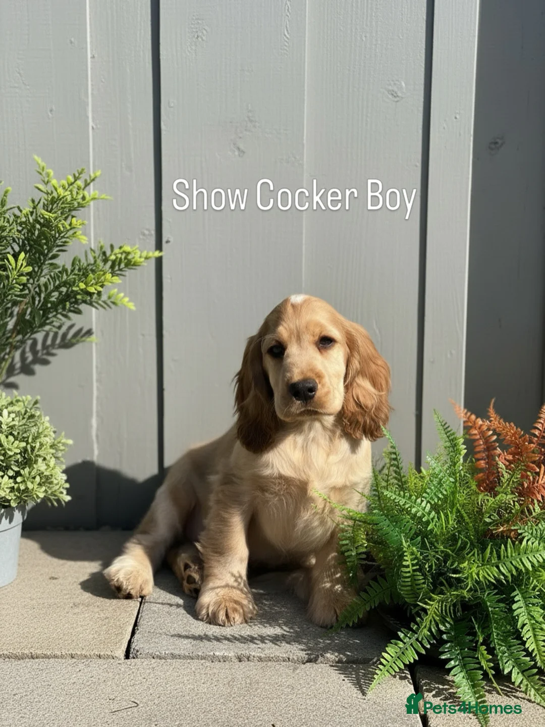 Cocker Spaniel dogs for sale: Stunning KC Show Cocker Spaniels ready now  - Advert 1