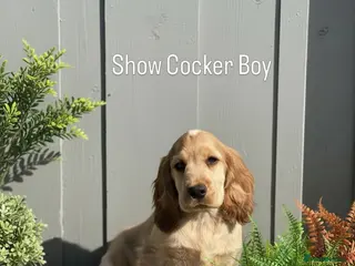 Cocker Spaniel dogs Stunning KC Show Cocker Spaniels ready now - Advert 5